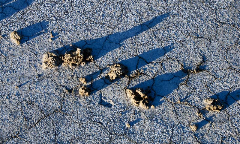 Blobs of Crater Island mud, two weeks old