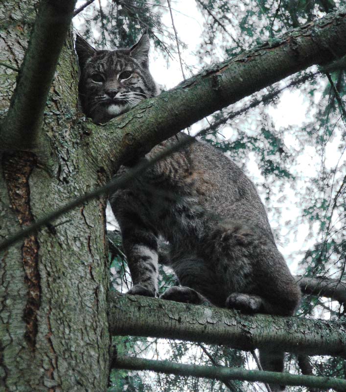 Bobcat? in the neighborhood