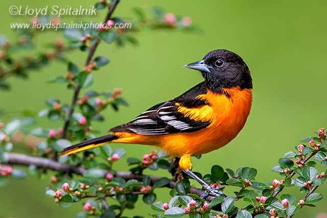 Baltimore Oriole