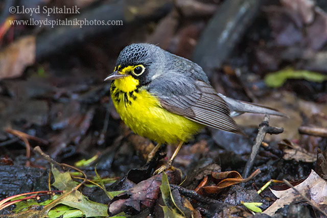 Canada Warbler