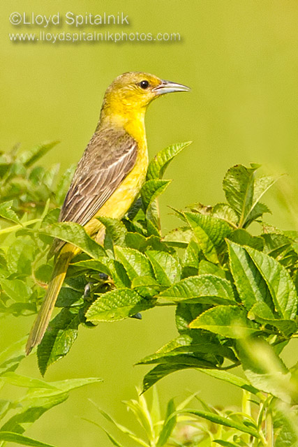 Orchard Oriole
