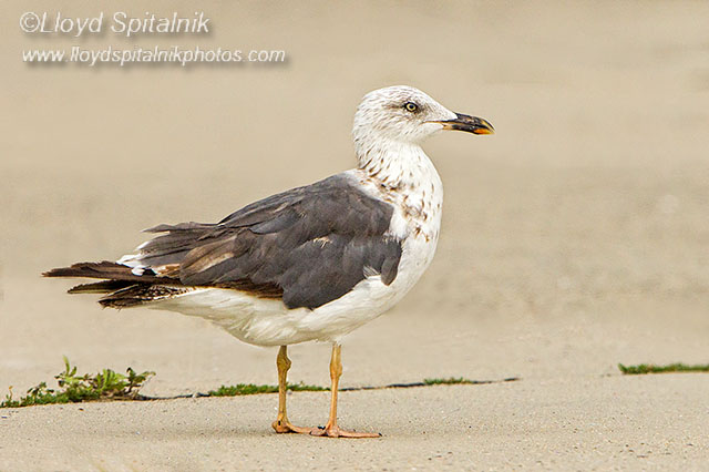 Lesser Black-backed Gull