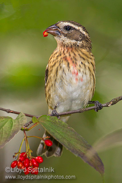 Rose-breasted Grosbeak 
