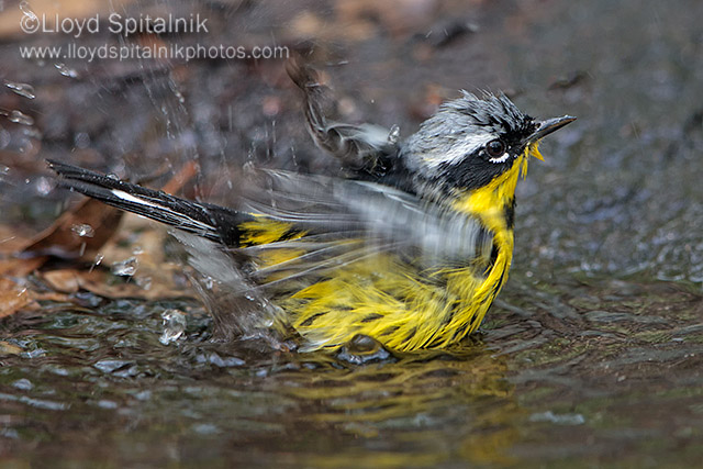 Magnolia Warbler