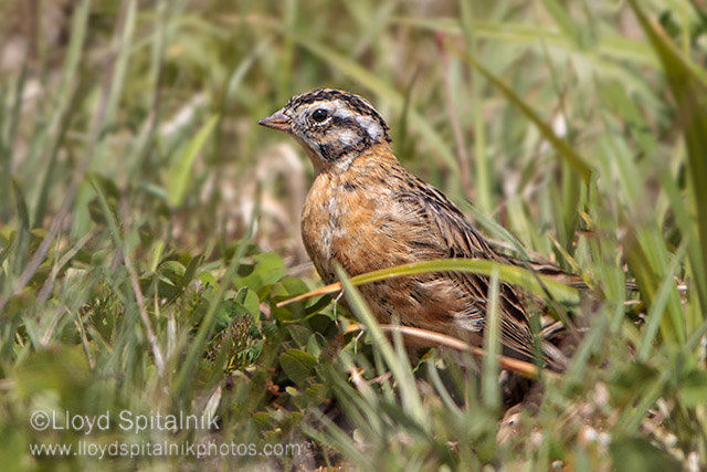 Smiths Longspur