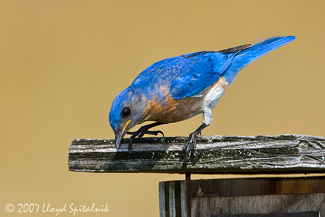 Eastern Bluebird