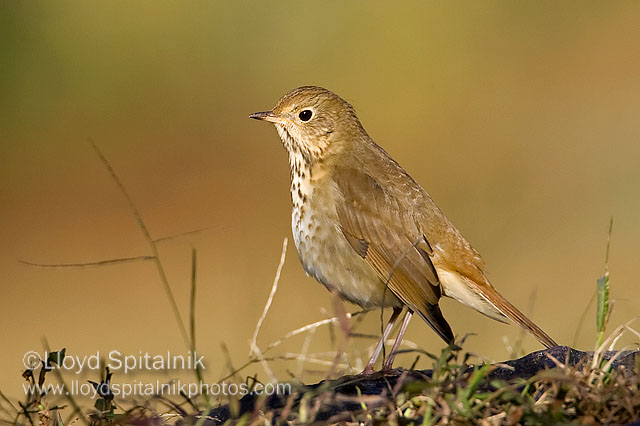Hermit Thrush