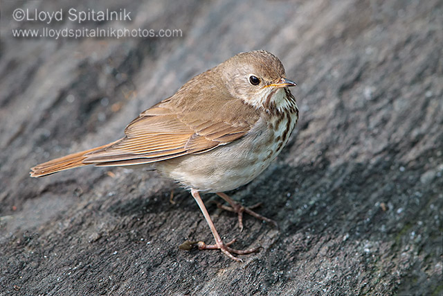 Hermit Thrush