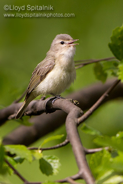 Warbling Vireo