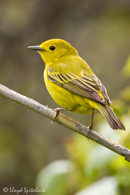 Yellow Warbler