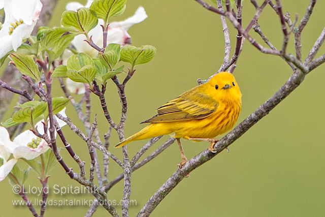Yellow Warbler