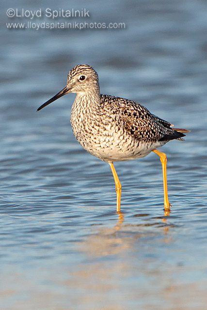 Greater Yellowlegs