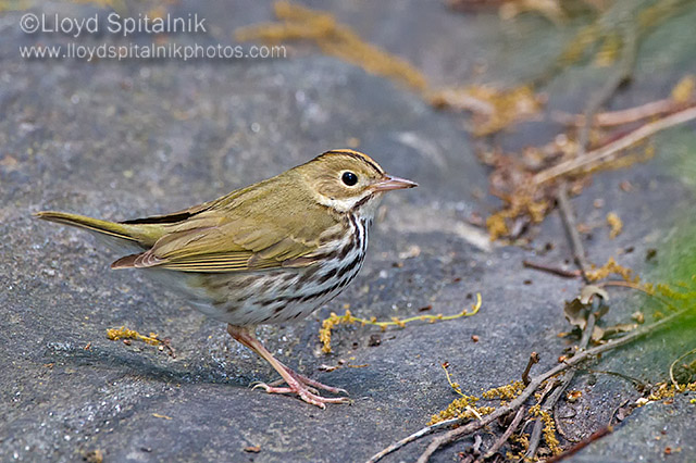 Ovenbird