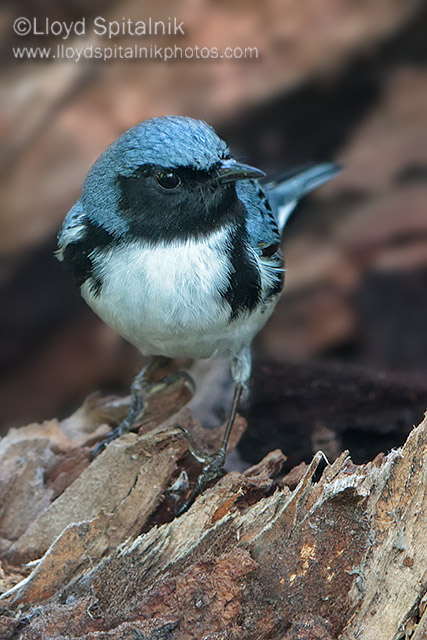 Black-throated Blue Warbler