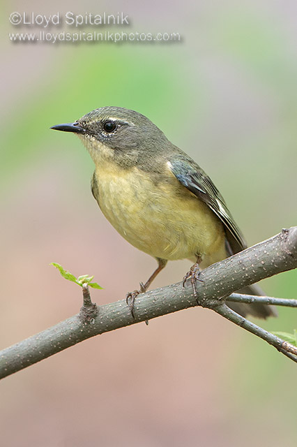Black-throated Blue Warbler (female)