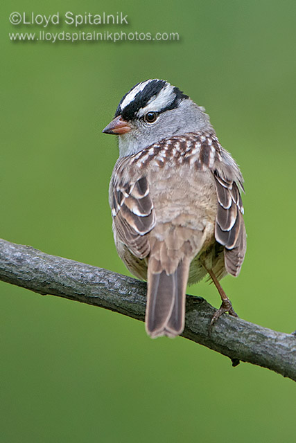 White-crowned Sparrow