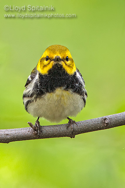 Black-throated Green Warbler 