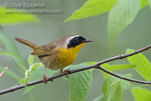 Common Yellowthroat