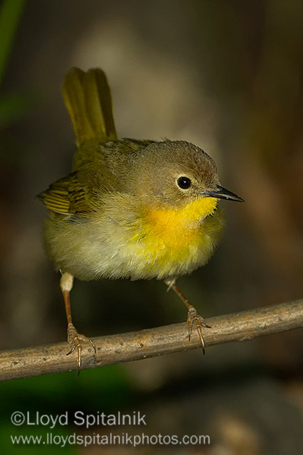 Common Yellowthroat (female)