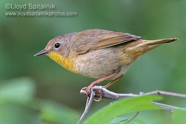 Common Yellowthroat (female)