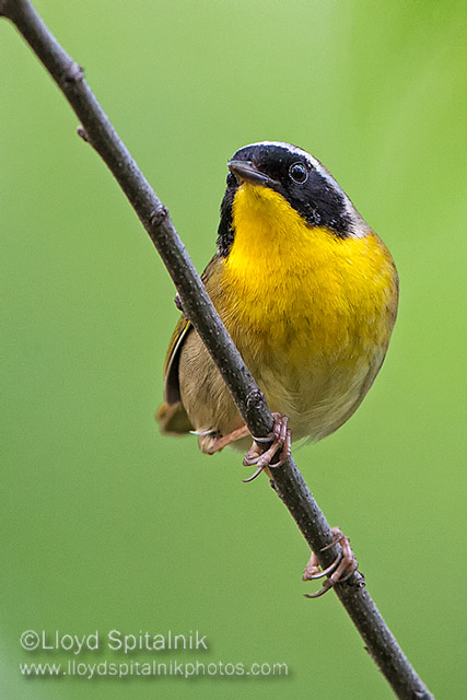 Common Yellowthroat (male)