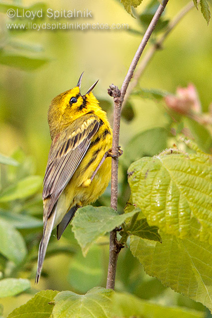 Prairie Warbler