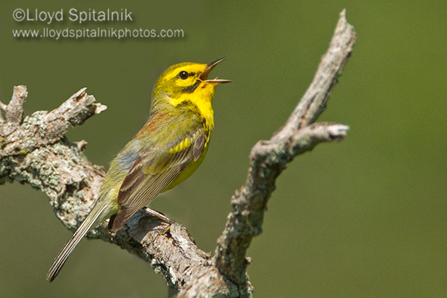 Prairie Warbler
