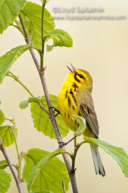 Prairie Warbler