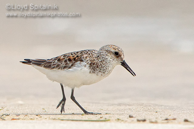 Sanderling