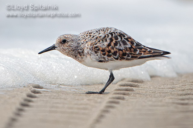 Sanderling