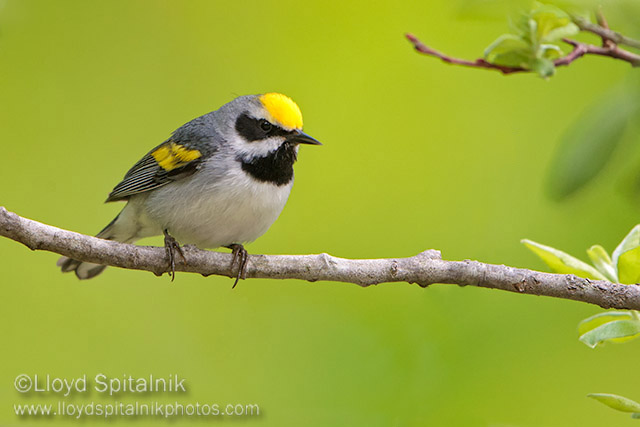 Golden-winged Warbler