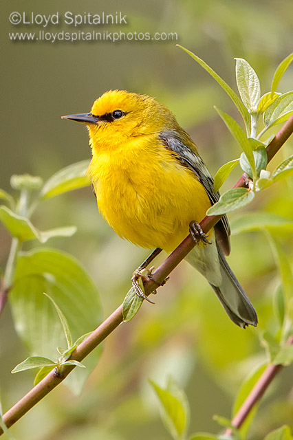 Blue-winged Warbler