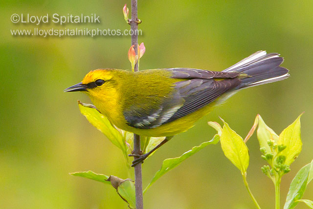 Blue-winged Warbler