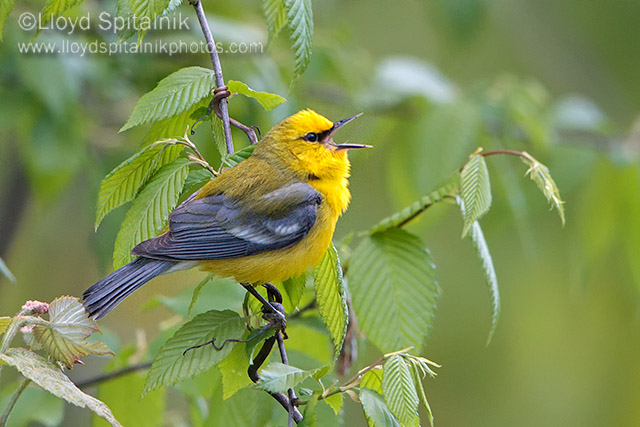Blue-winged Warbler