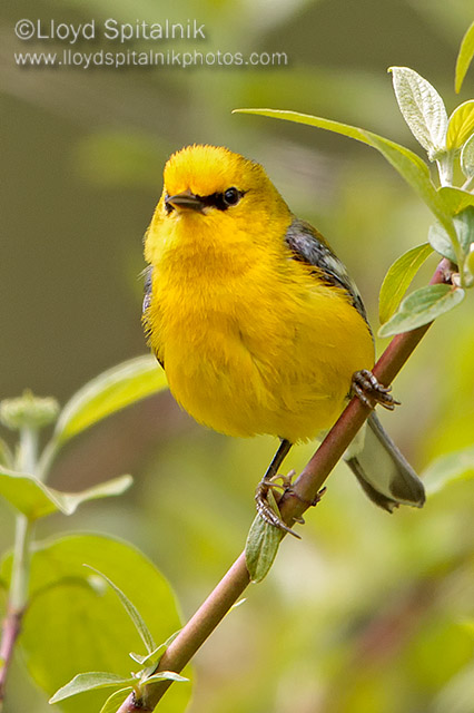 Blue-winged Warbler
