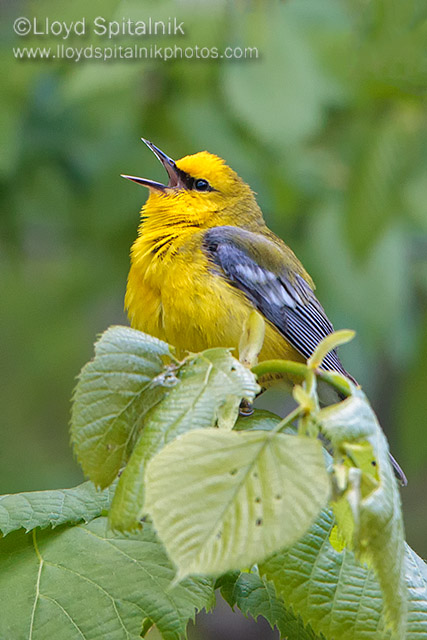 Blue-winged Warbler
