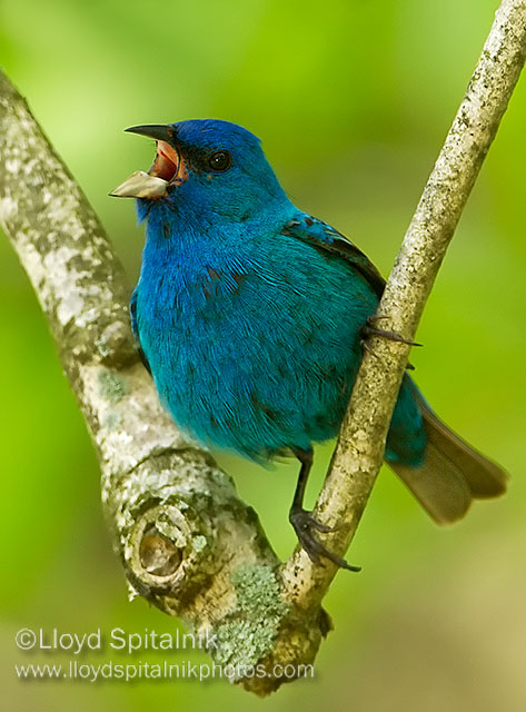 Indigo Bunting