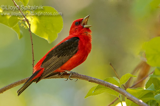 Scarlet Tanager (immature male)