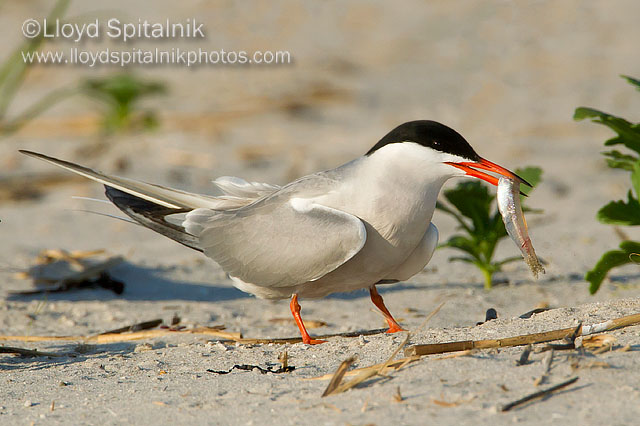 Common Tern