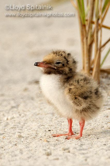 Common Tern