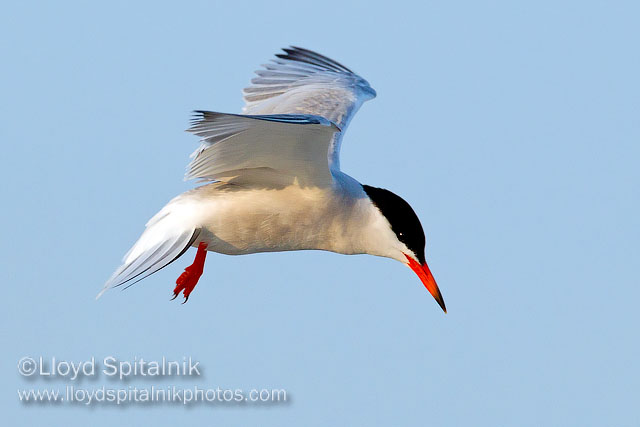 Common Tern