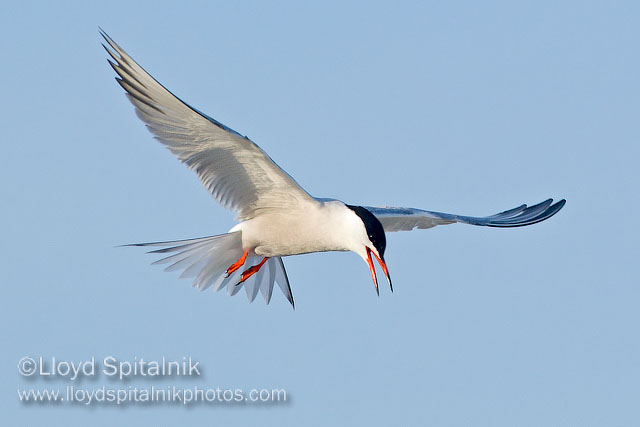 Common Tern