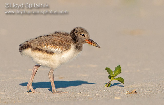 American Oystercatcher 