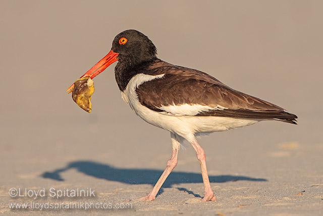 American Oystercatcher 