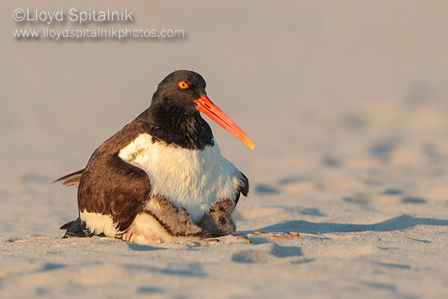 American Oystercatcher 