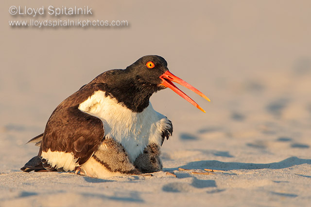 American Oystercatcher 