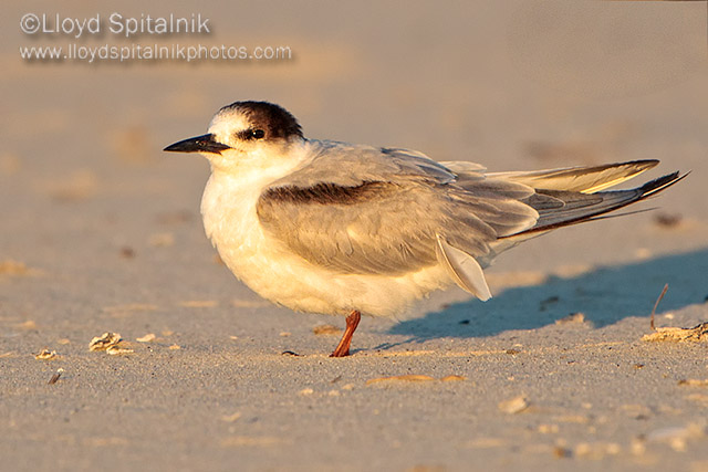 Common Tern (subadult)