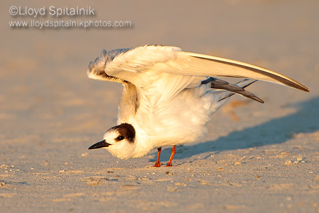 Common Tern