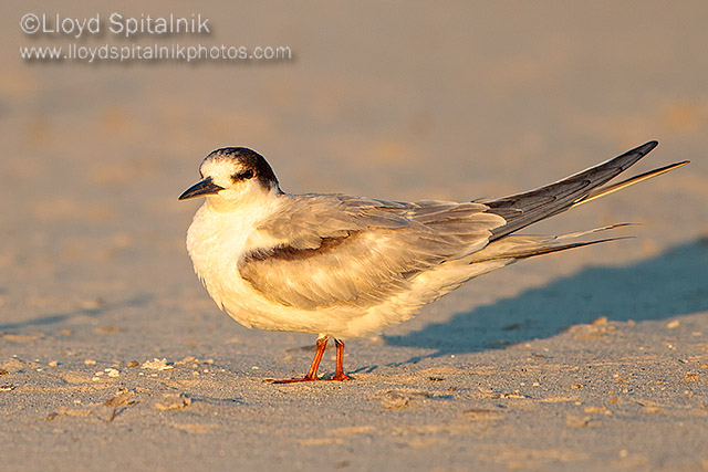 Common Tern