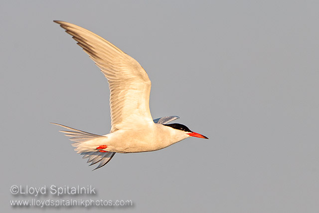 Common Tern